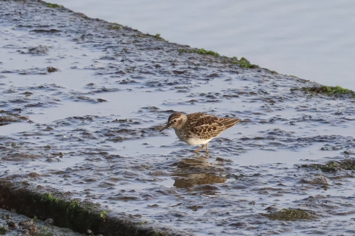 pygmésnipe - ML634855894