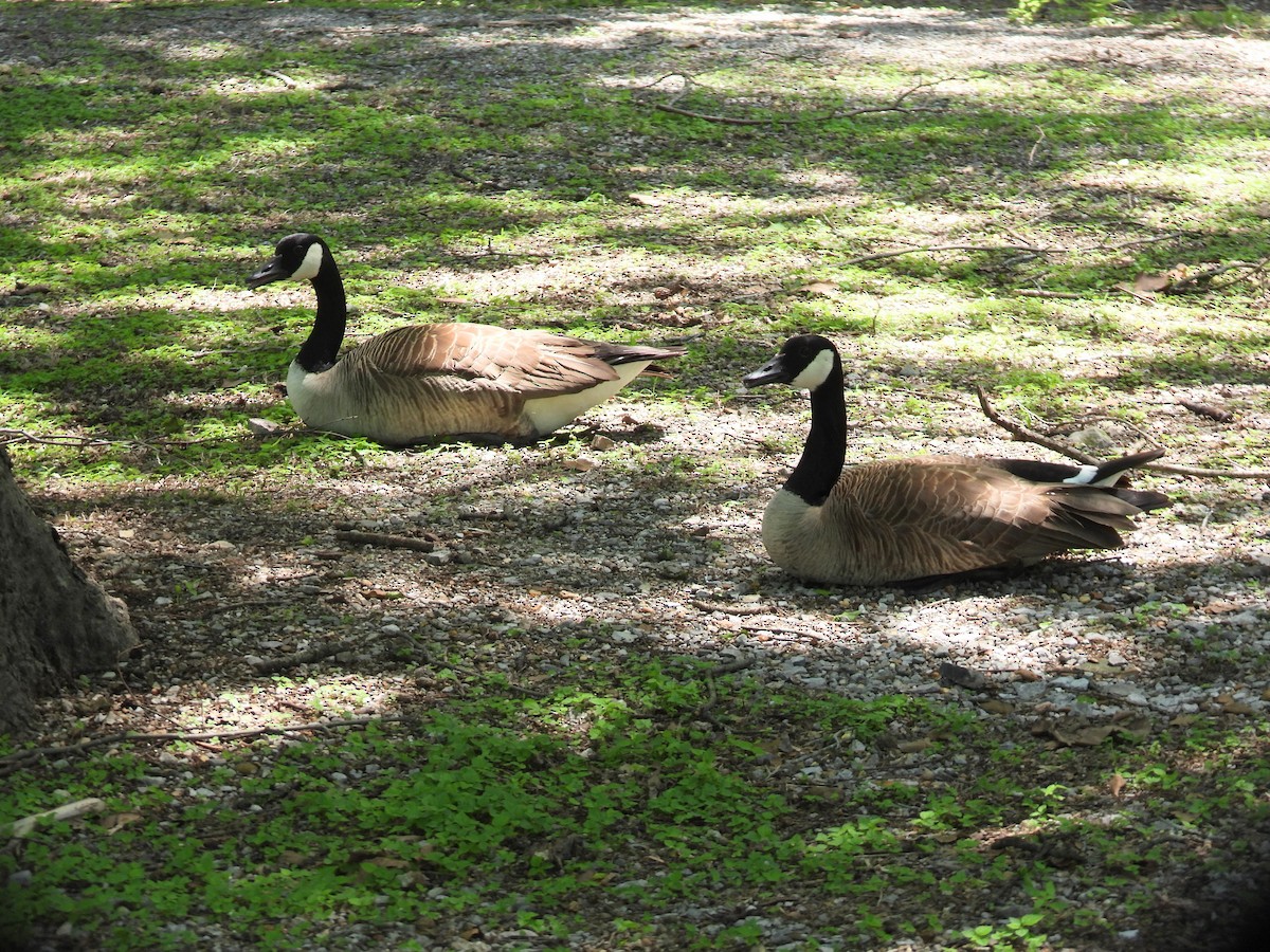 Canada Goose - ML634855934