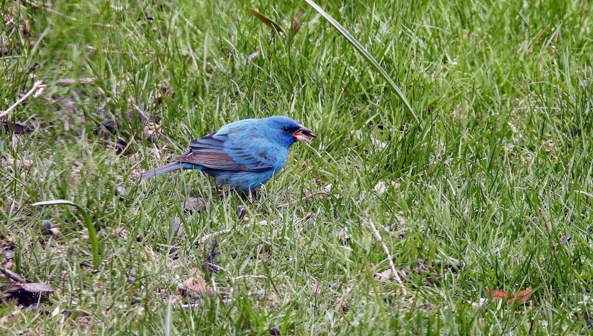 papežík indigový - ML634856032