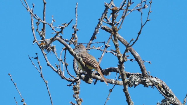 Brown-crested Flycatcher - ML634856095