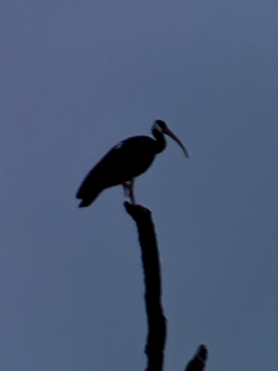 White-shouldered Ibis - ML634856272