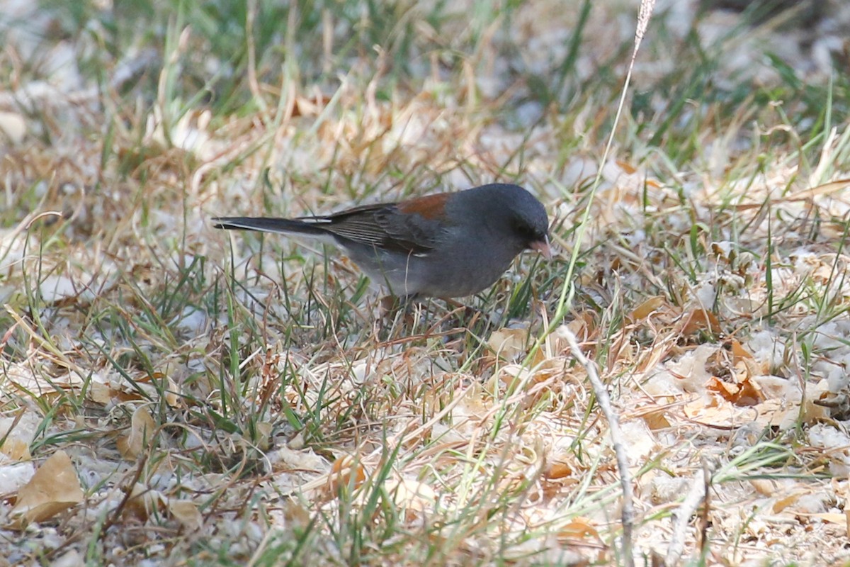 Dark-eyed Junco - ML634856460