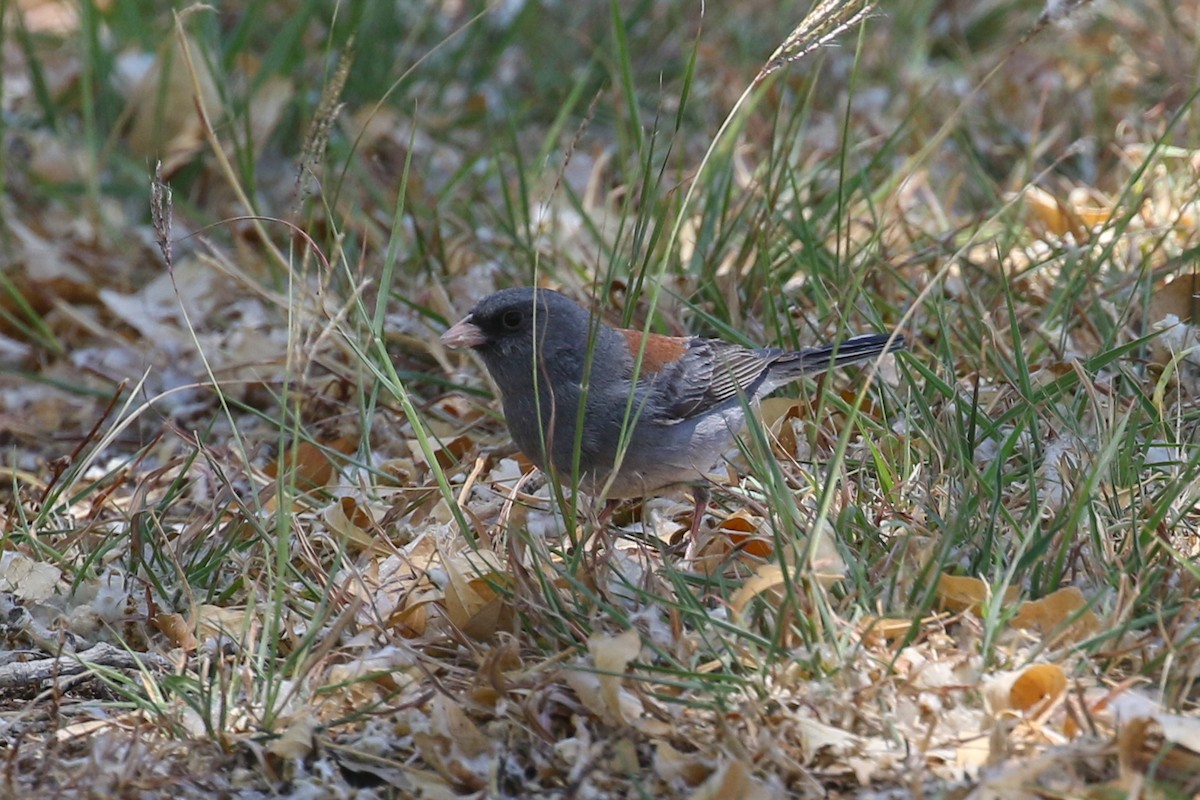 Dark-eyed Junco - ML634856467
