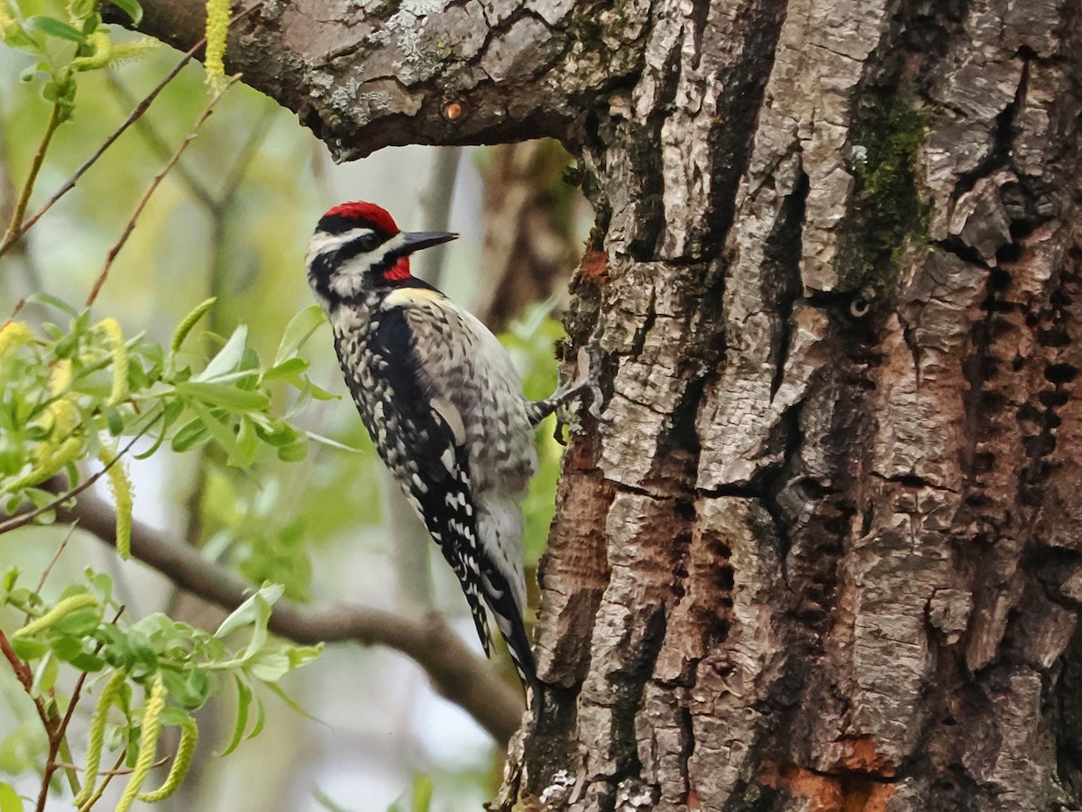 Yellow-bellied Sapsucker - ML634856563