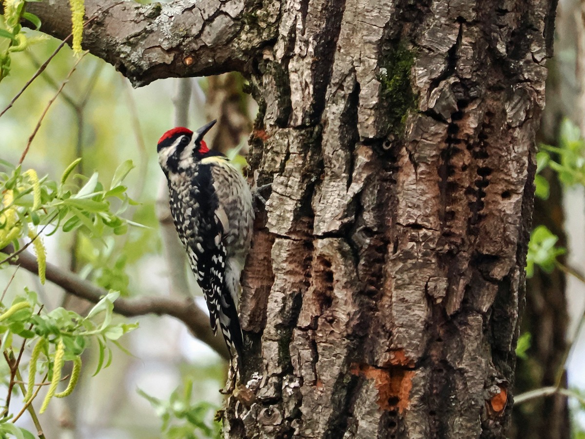 Yellow-bellied Sapsucker - ML634856564