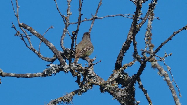 Brown-crested Flycatcher - ML634856566