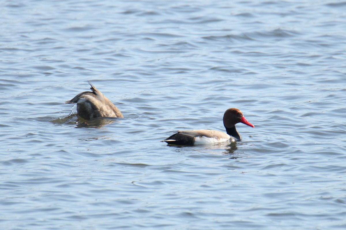 Red-crested Pochard - Krzysztof Nowak