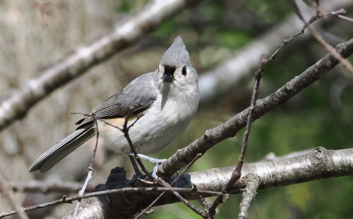 Tufted Titmouse - ML634856574