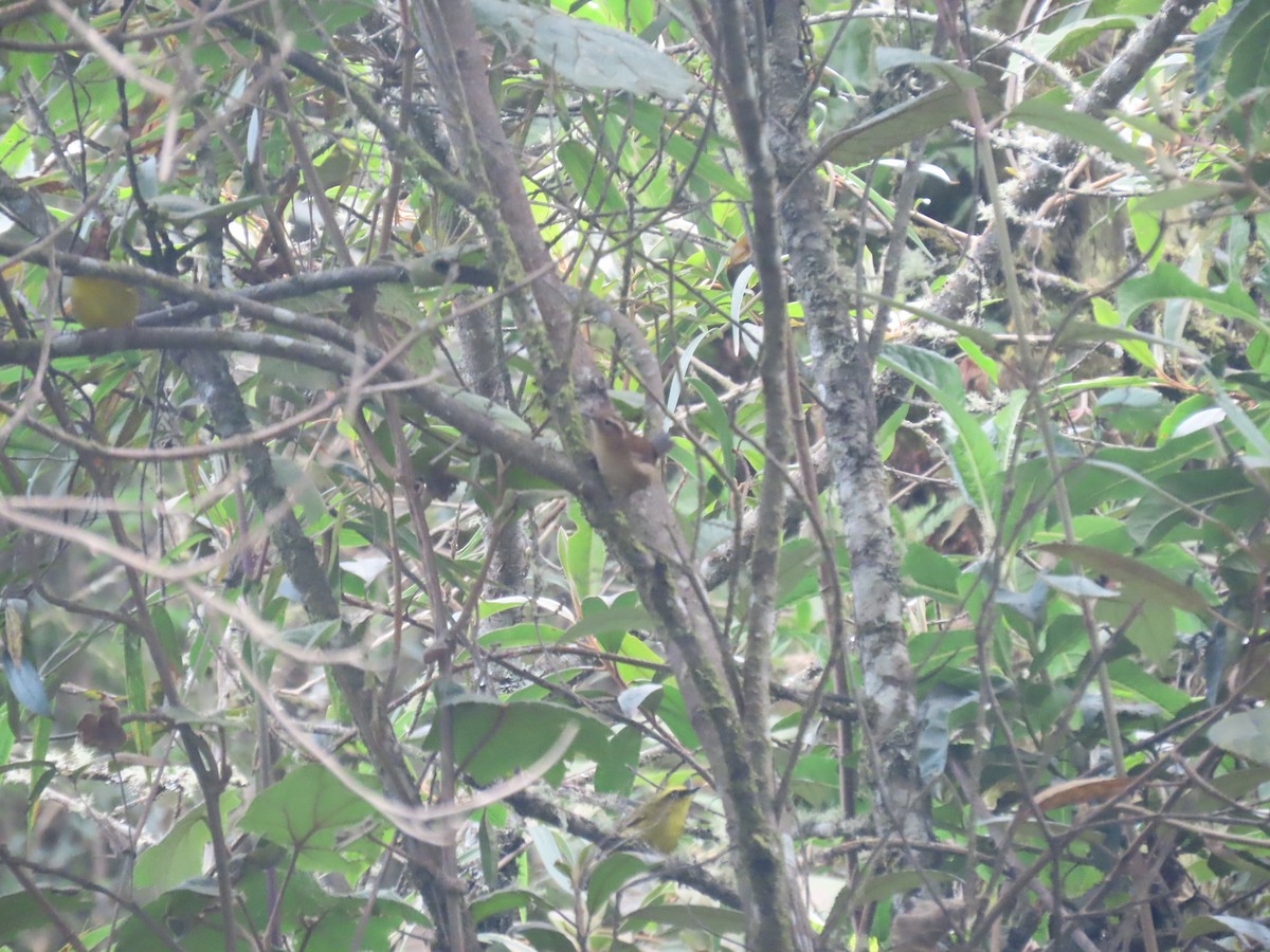 Mountain Wren - ML634856577