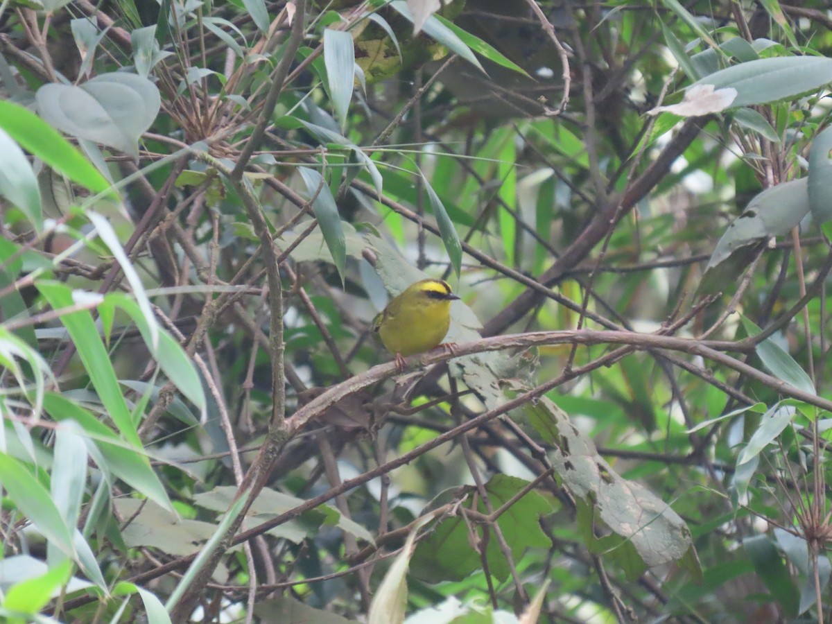 Citrine Warbler - ML634856581