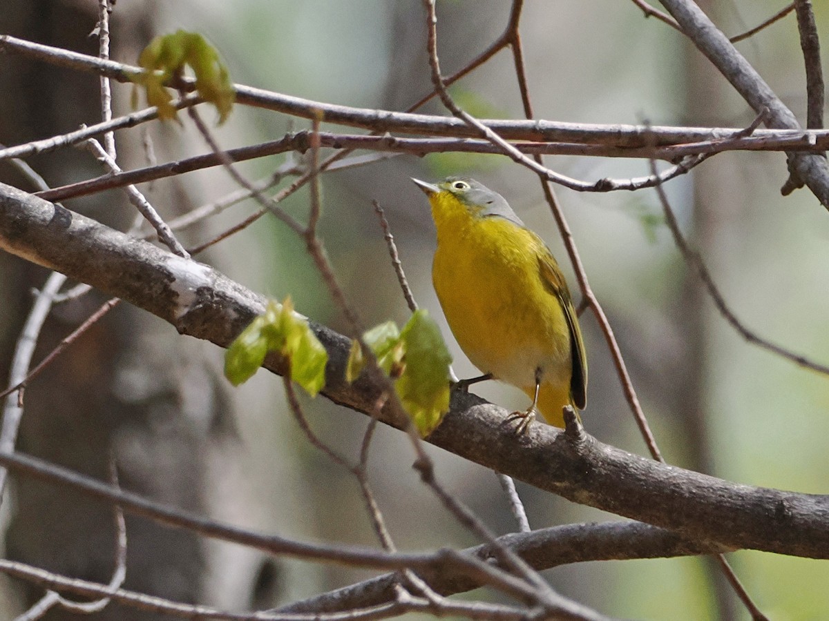 Nashville Warbler - ML634856606