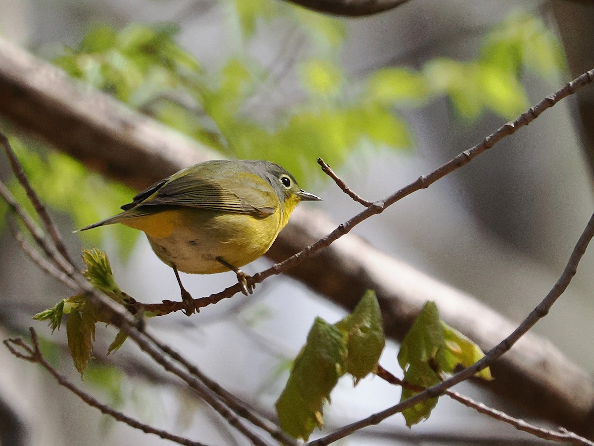 Nashville Warbler - ML634856607