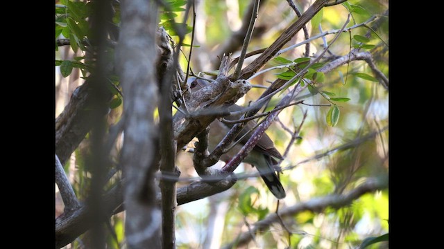 Caribbean Dove - ML634856623