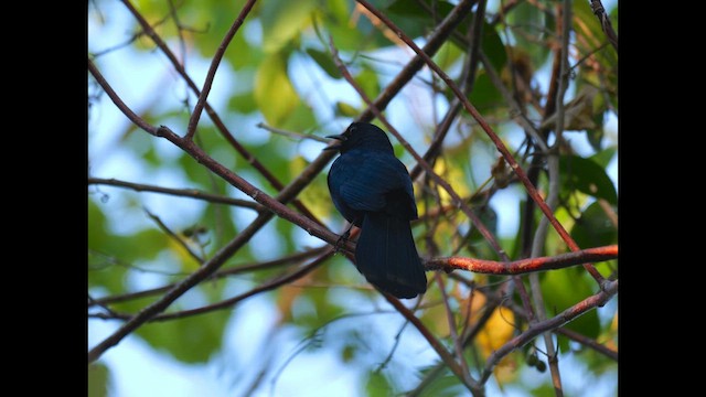 Black Catbird - ML634856671