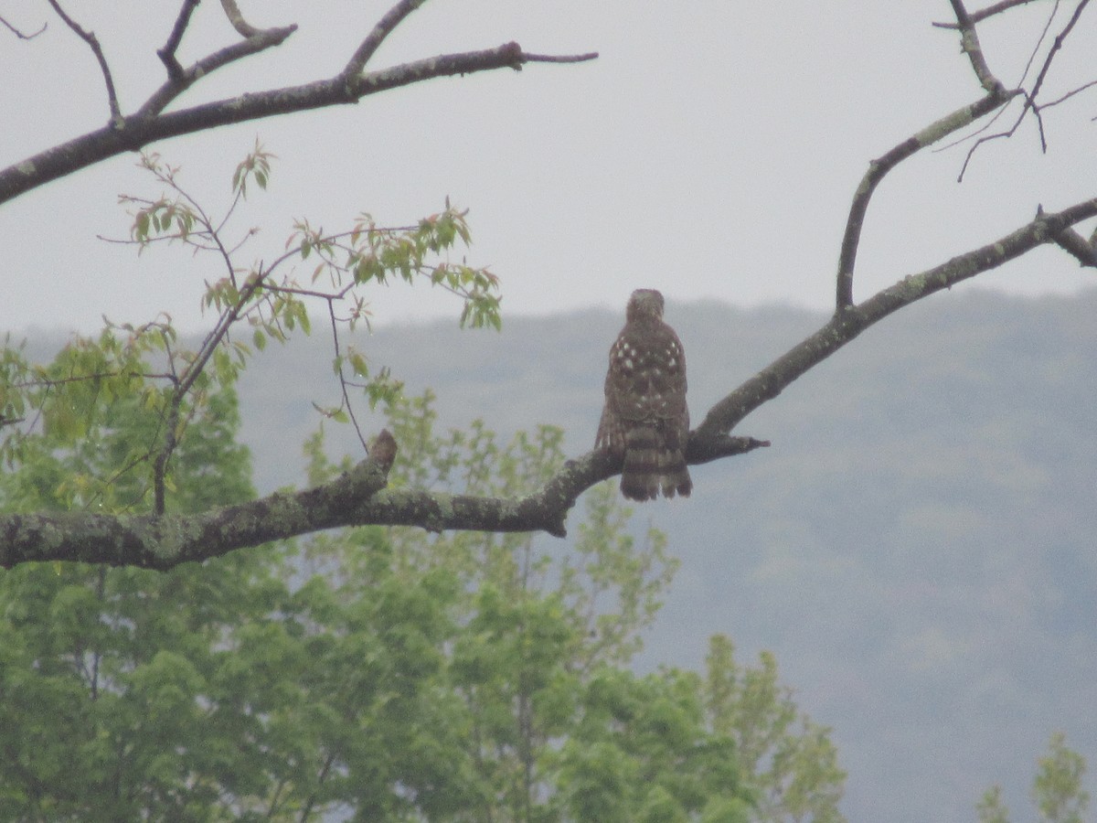 jestřáb americký - ML634856720