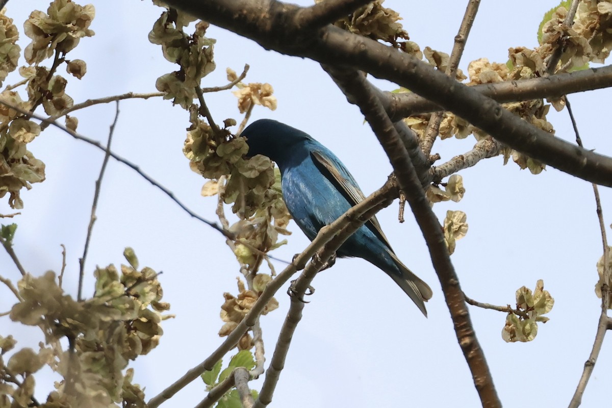 Indigo Bunting - ML634856749