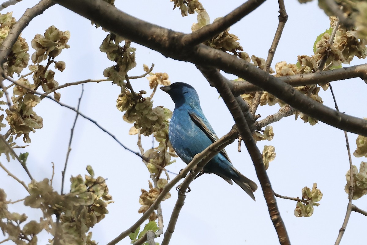 Indigo Bunting - ML634856752