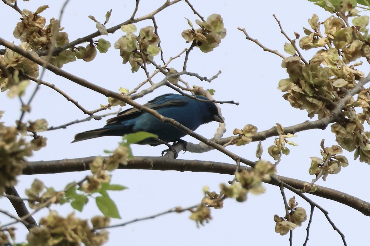 Indigo Bunting - ML634856753
