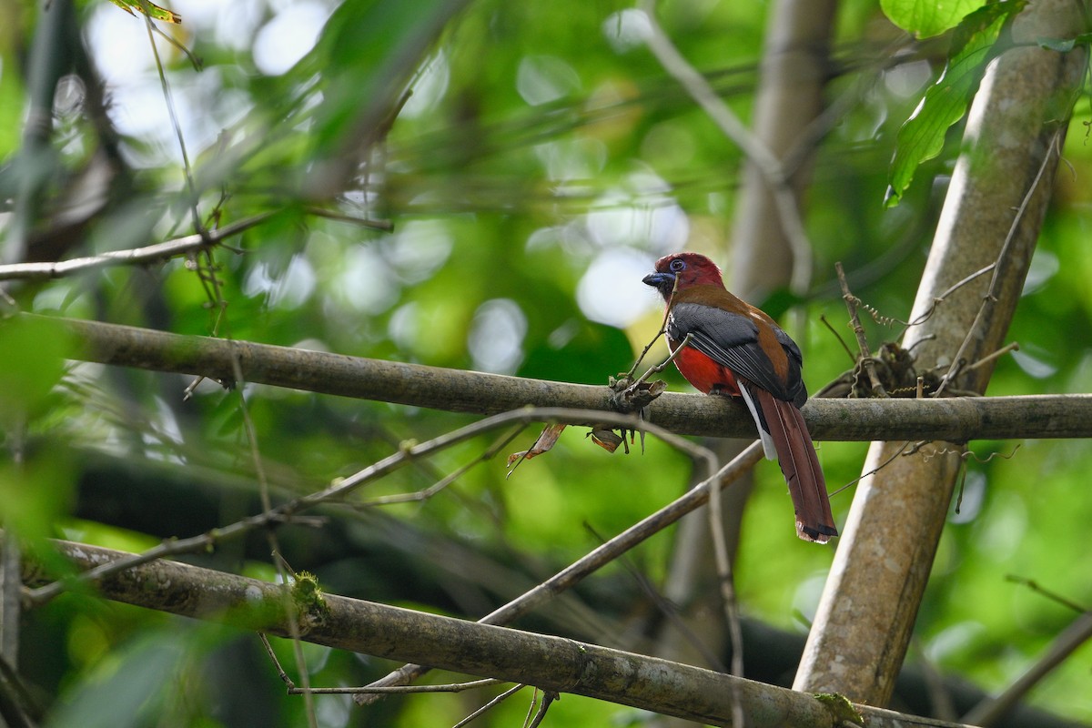 Red-headed Trogon - ML634856778