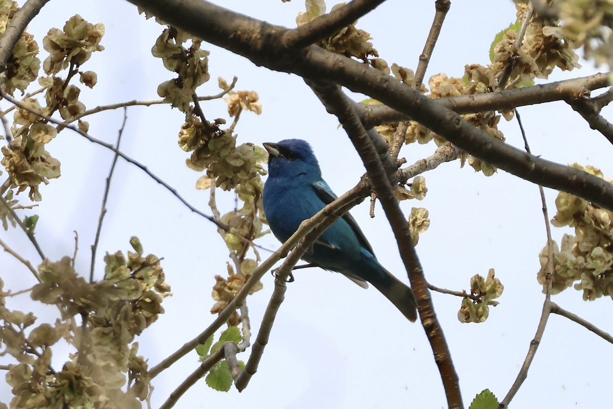 Indigo Bunting - ML634856803