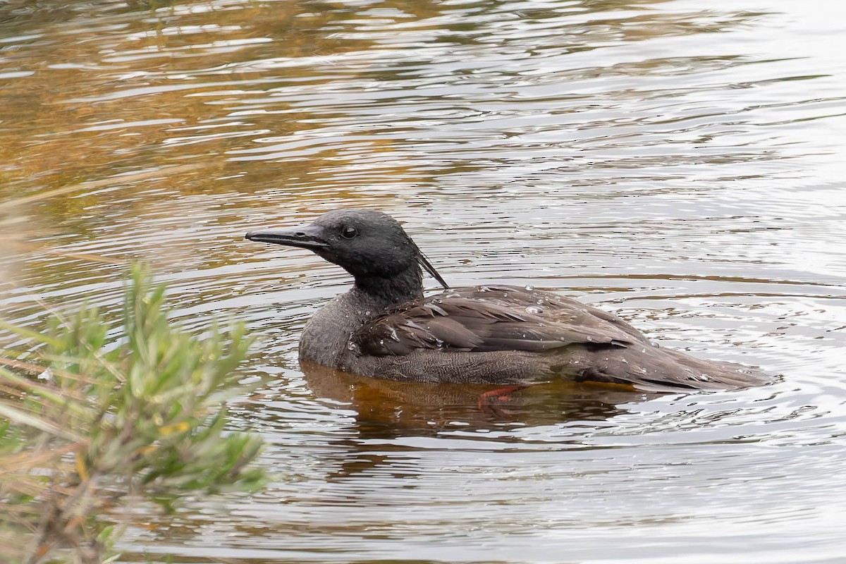 Brazilian Merganser - ML634856806