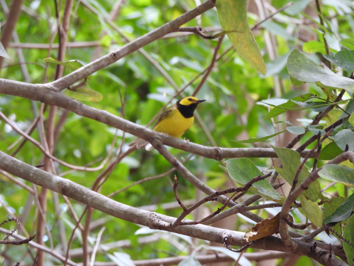 Hooded Warbler - ML634856811