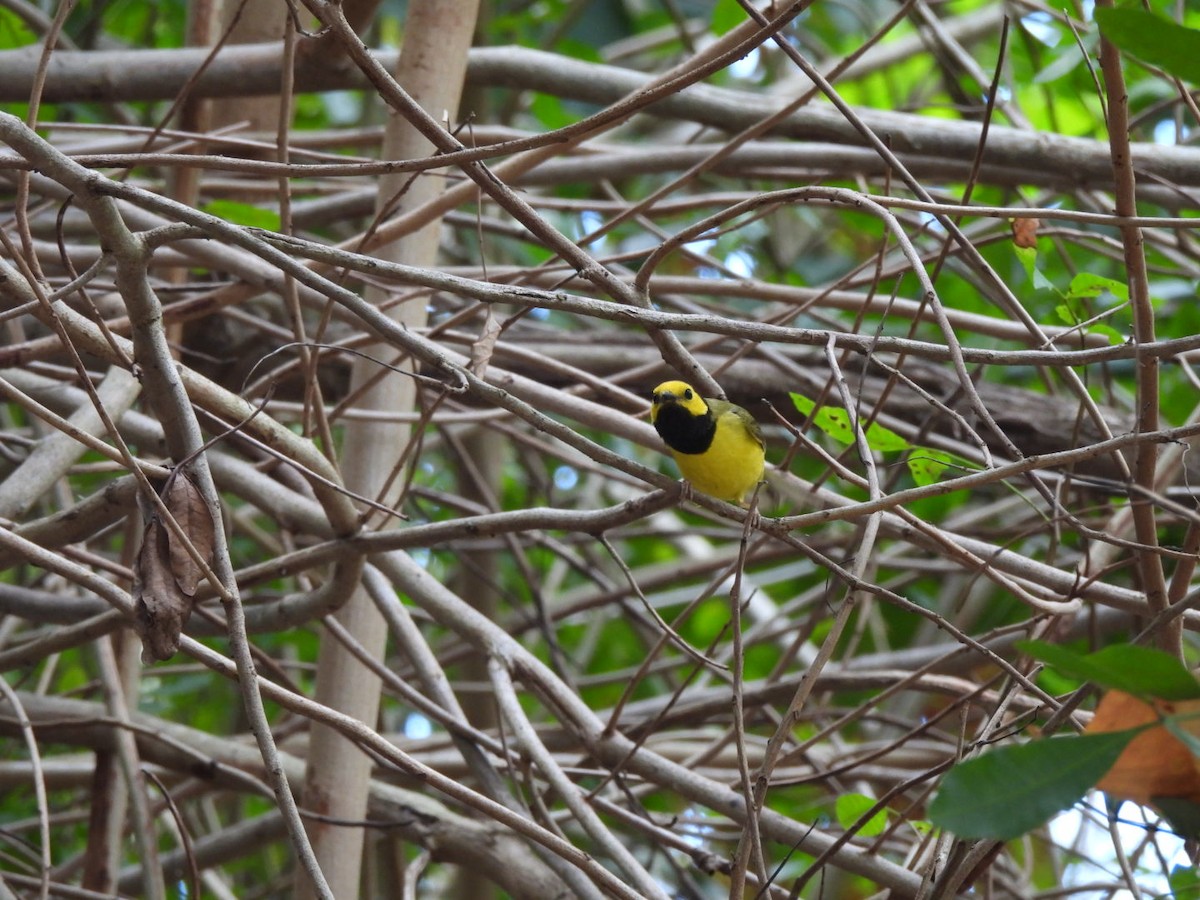 Hooded Warbler - ML634856812