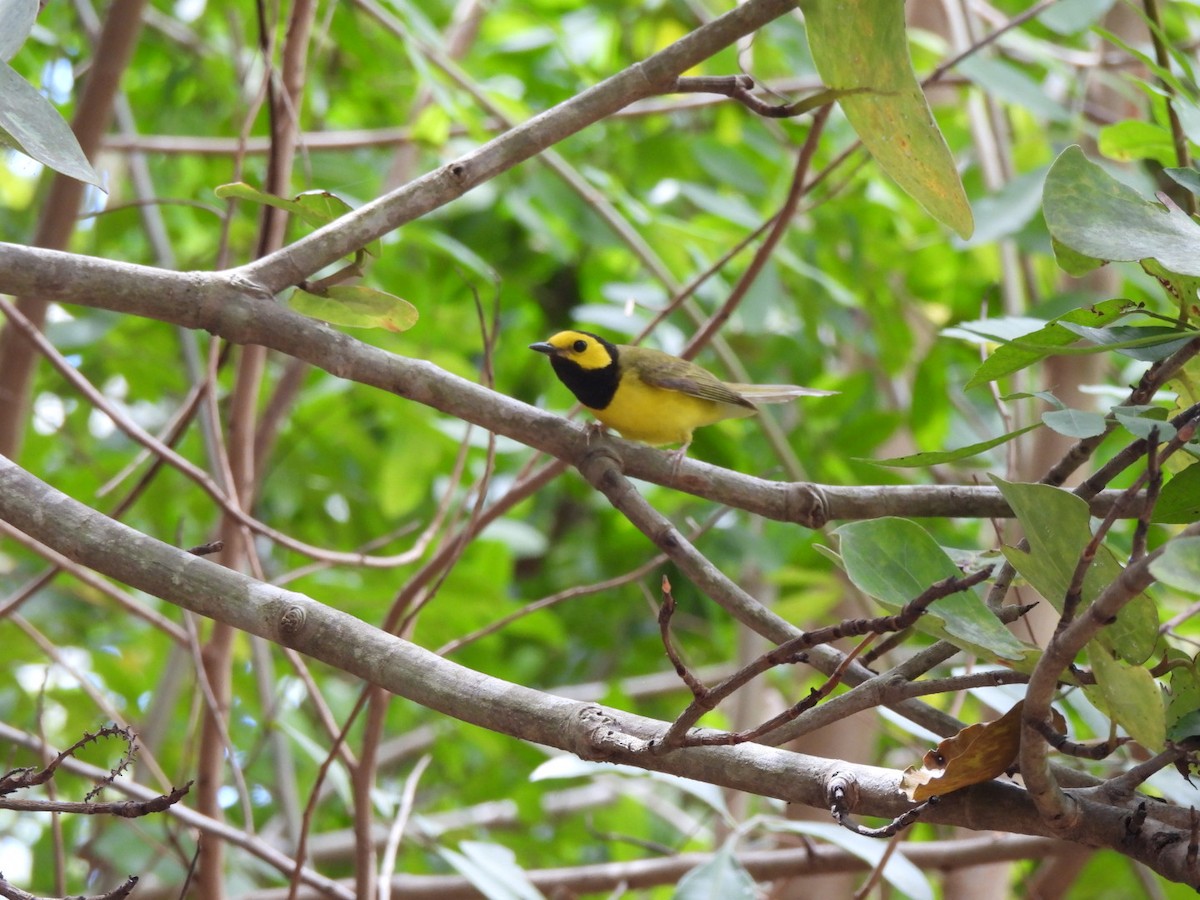 Hooded Warbler - ML634856813