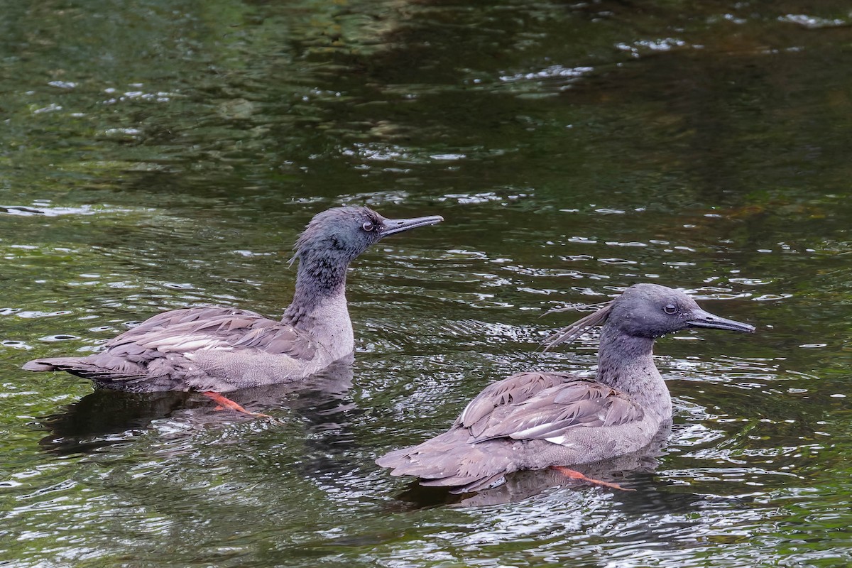 Brazilian Merganser - ML634856820