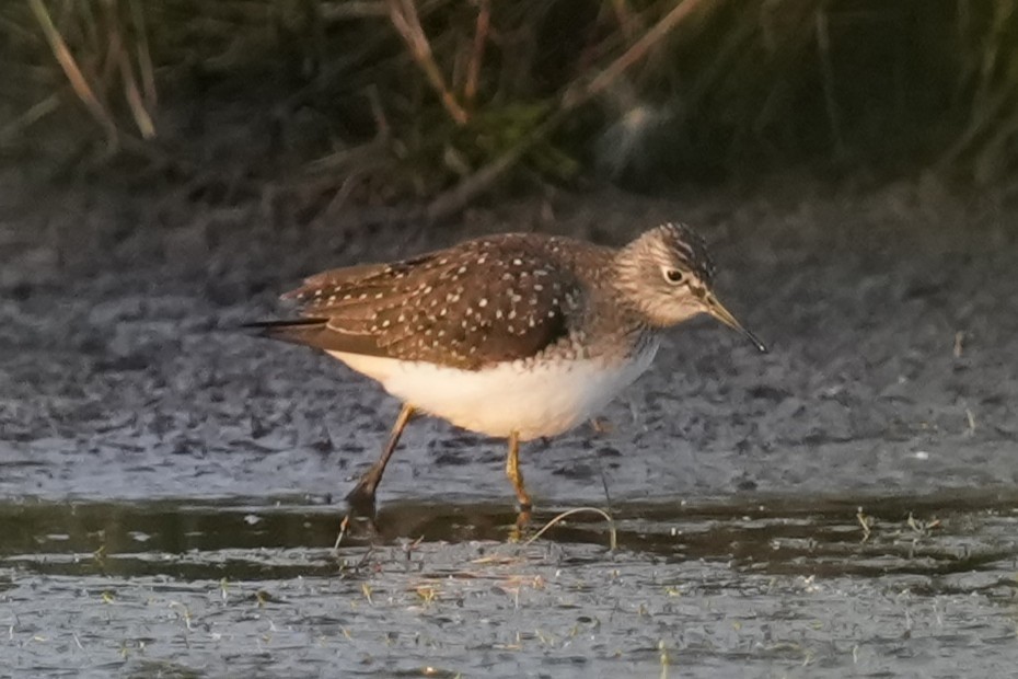 Solitary Sandpiper - ML634856839