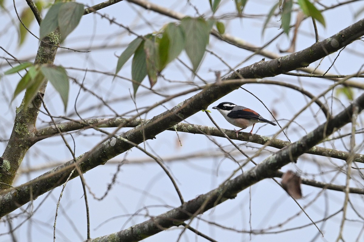 White-browed Shrike-Babbler - ML634856906
