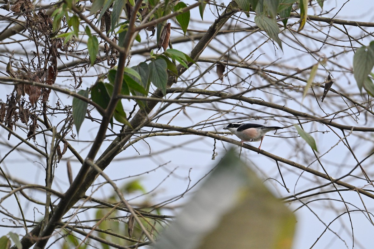 White-browed Shrike-Babbler - ML634856907