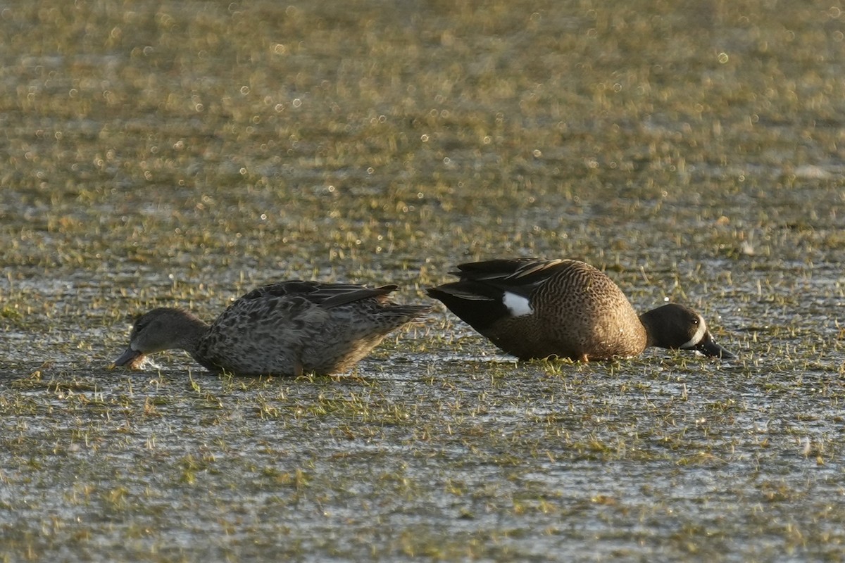 Blue-winged Teal - ML634856920