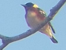 Bay-breasted Warbler - ML634856978