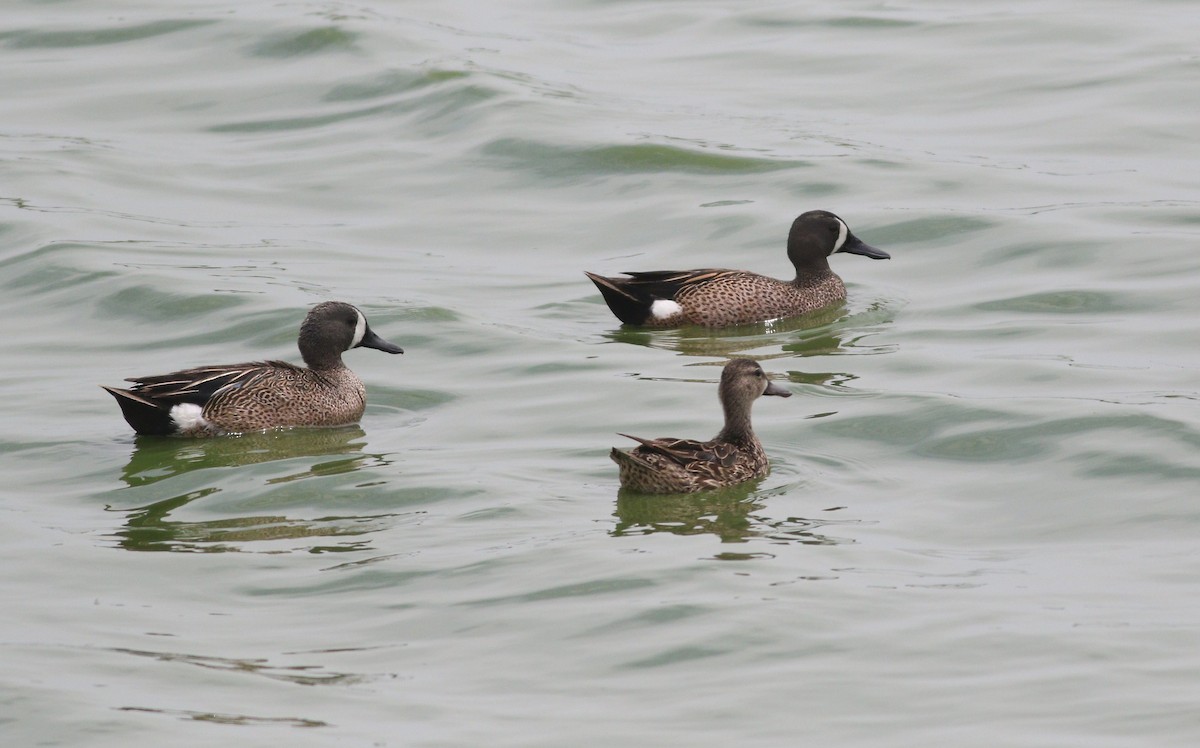 Blue-winged Teal - ML634856984