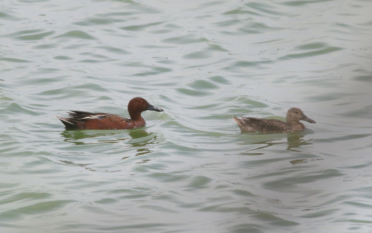 Cinnamon Teal - ML634856989