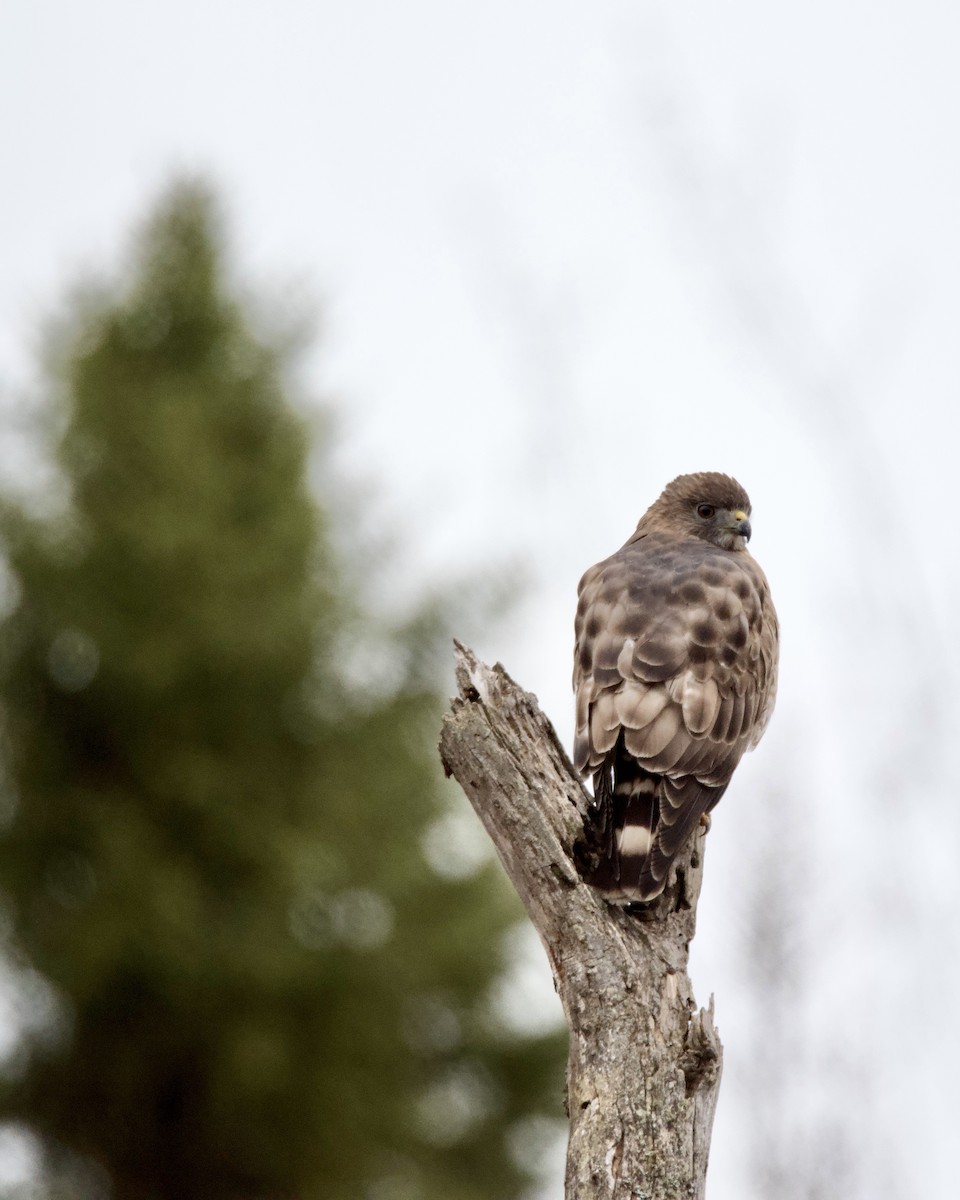 Broad-winged Hawk - ML634856992