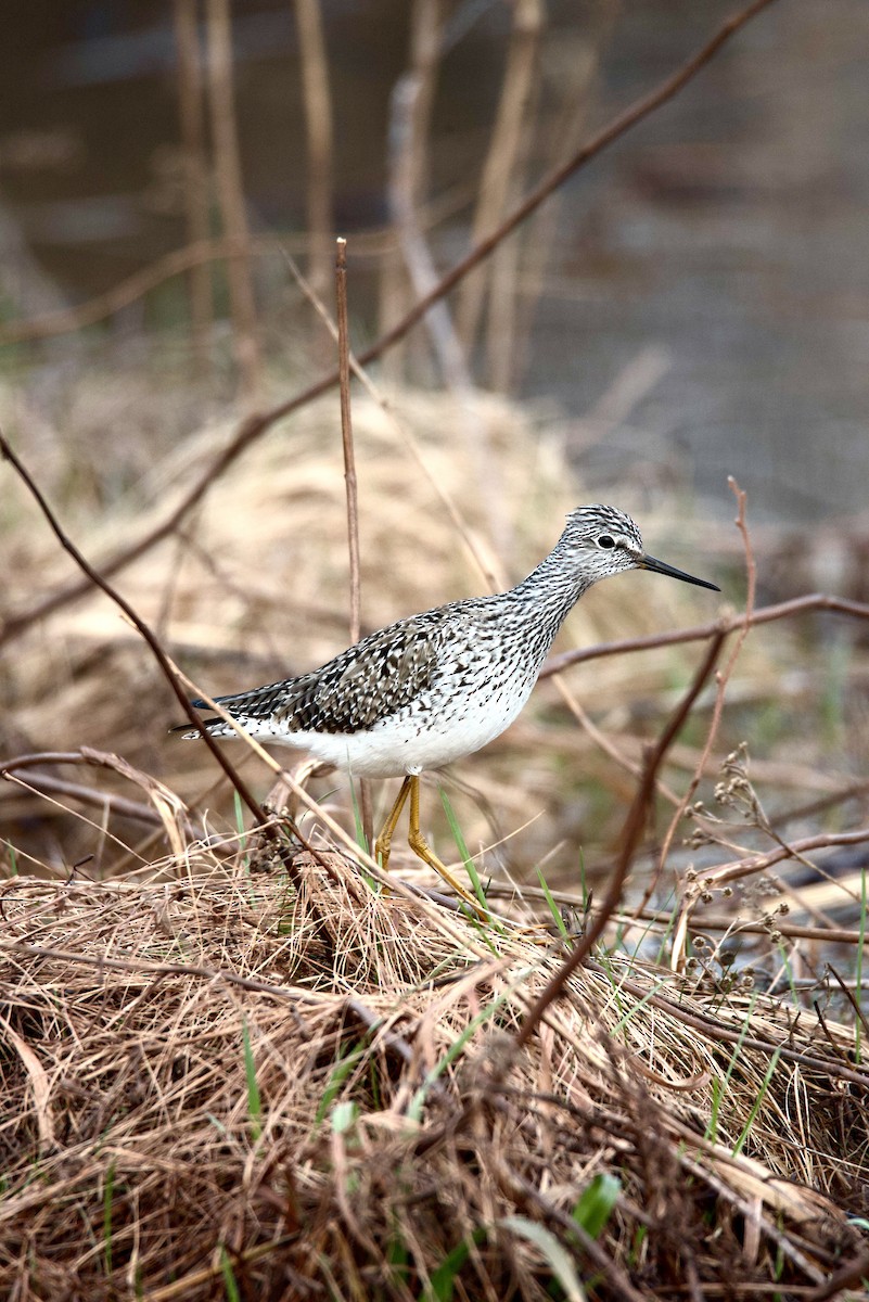 Lesser Yellowlegs - ML634857052