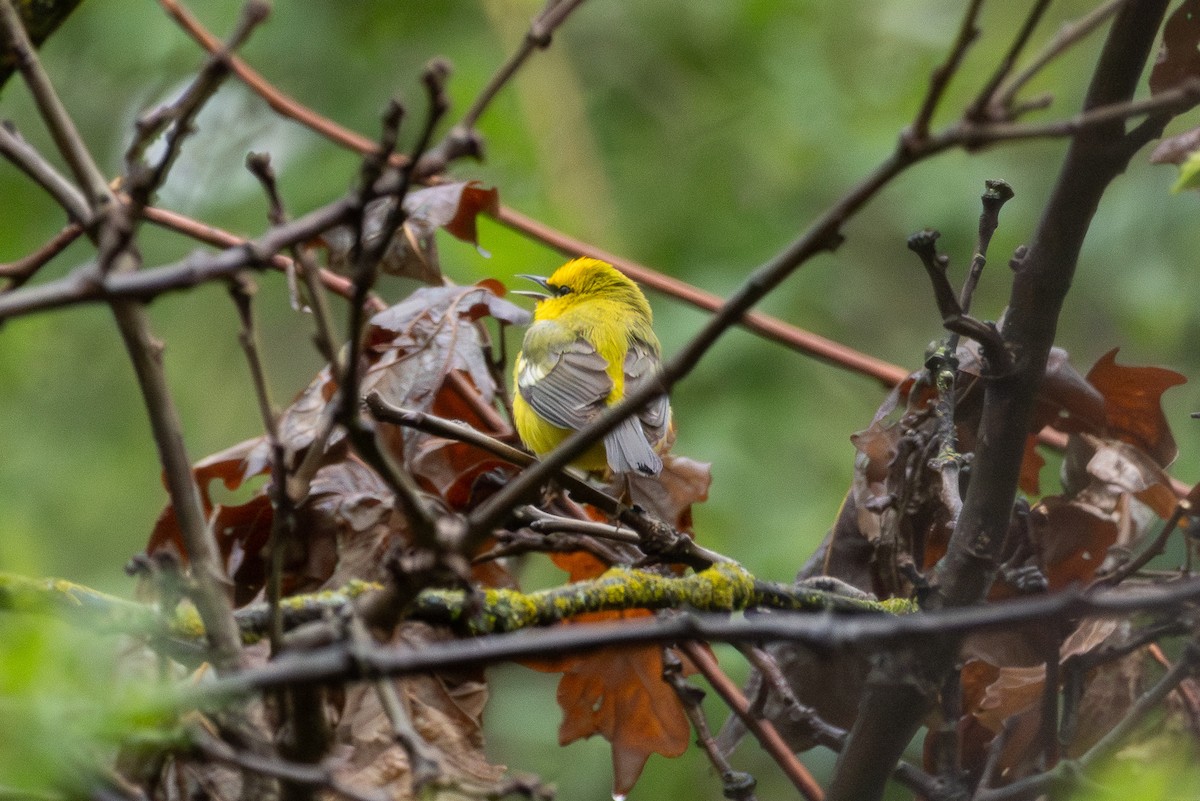 Blue-winged Warbler