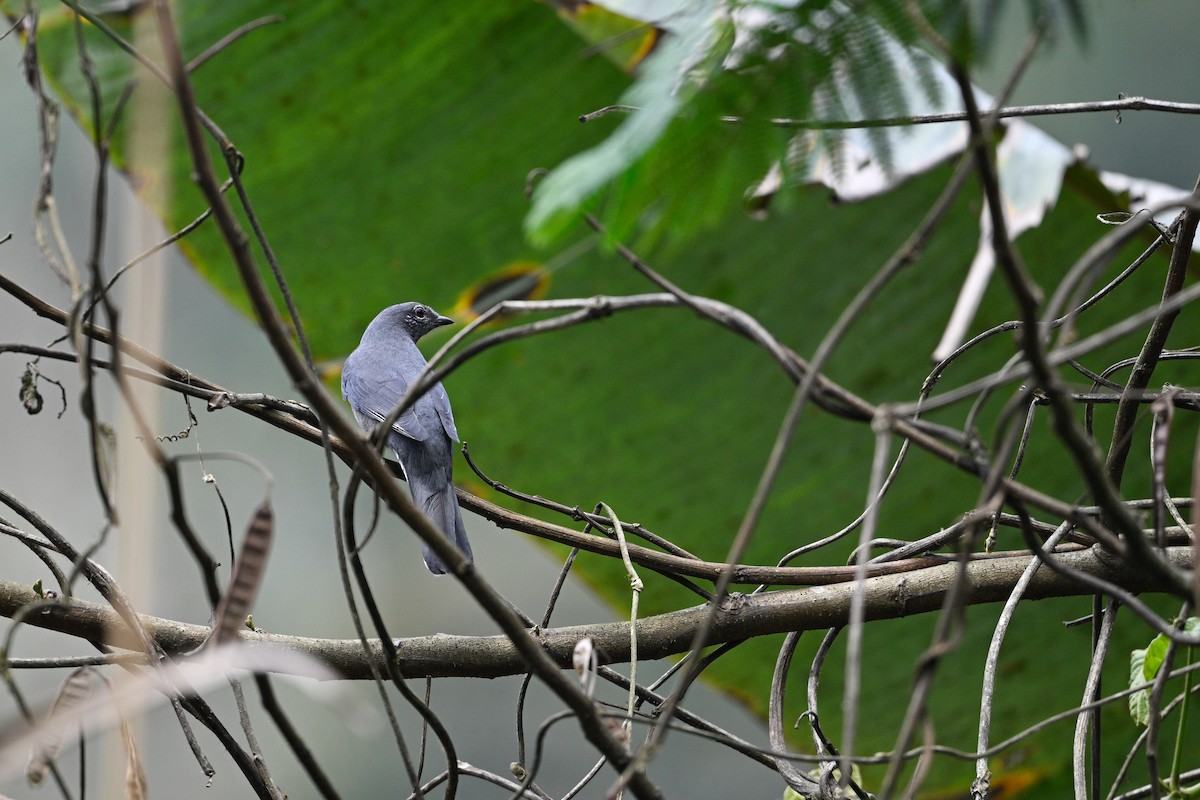 Black-winged Cuckooshrike - ML634857354