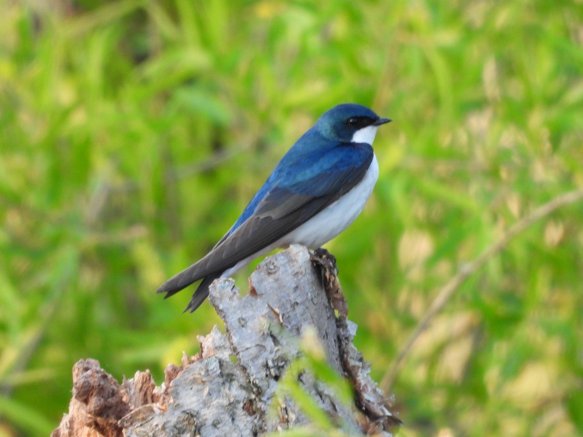 Tree Swallow - ML634857502