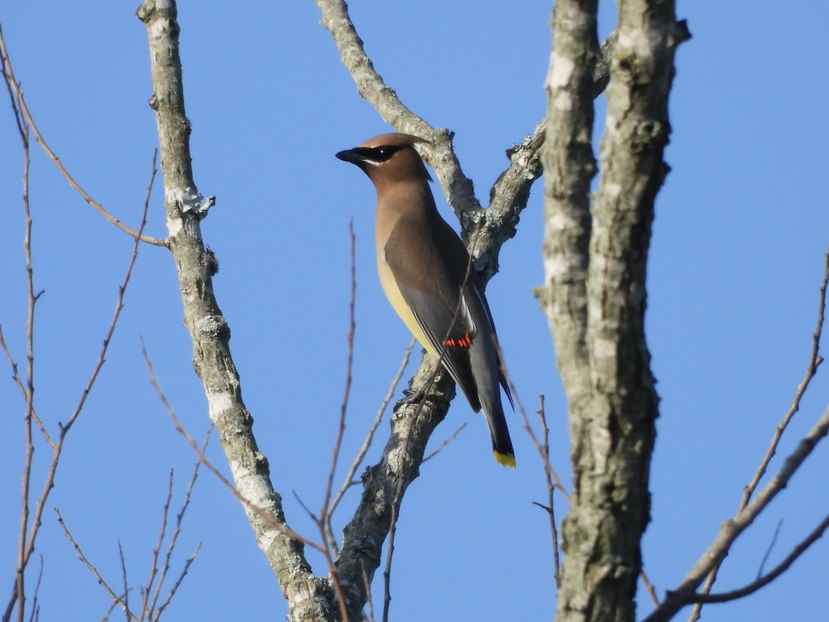 Cedar Waxwing - ML634857522