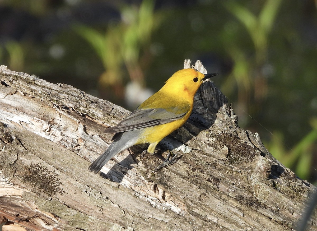 Prothonotary Warbler - ML634857549