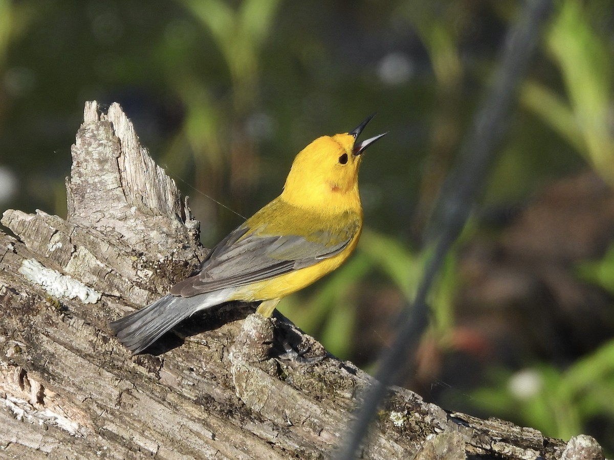 Prothonotary Warbler - ML634857577