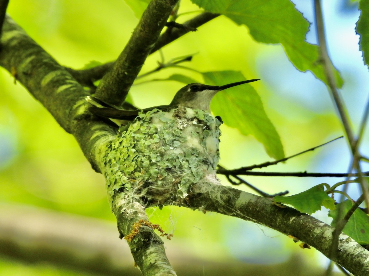 Ruby-throated Hummingbird - ML634857657