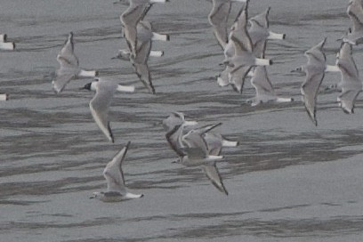 Gaviota Enana - ML634857707