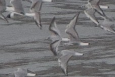 Gaviota Enana - ML634857708