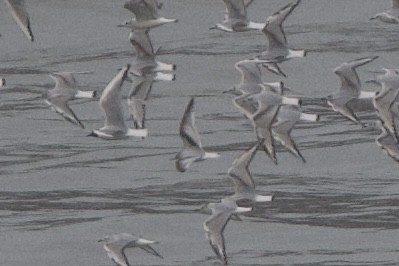 Gaviota Enana - ML634857709