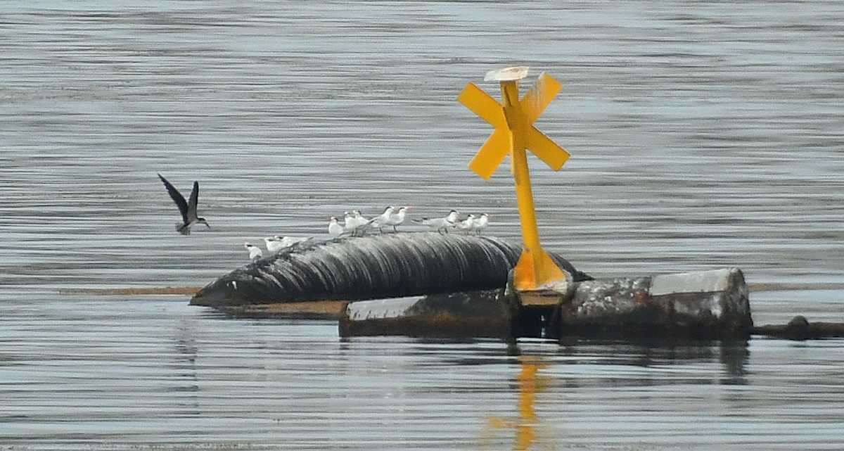 Bec-en-ciseaux noir - ML634857719