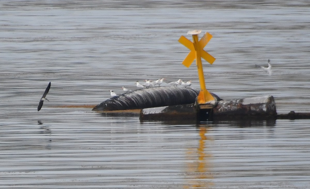 Bec-en-ciseaux noir - ML634857720